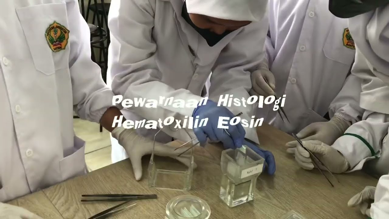 Pewarnaan histologi hematoxilin eosin