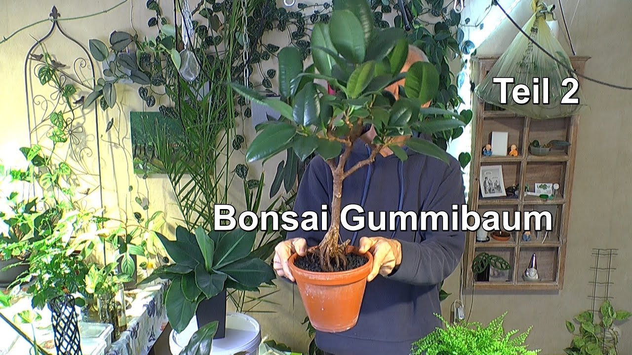 Gummibaum Teil 2 Schneiden und Potential erkennen für einen neuen Bonsai
