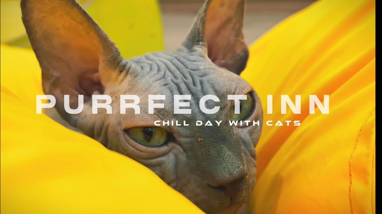 [Ep.20] Chill day with cats | Purrfect Inn 
