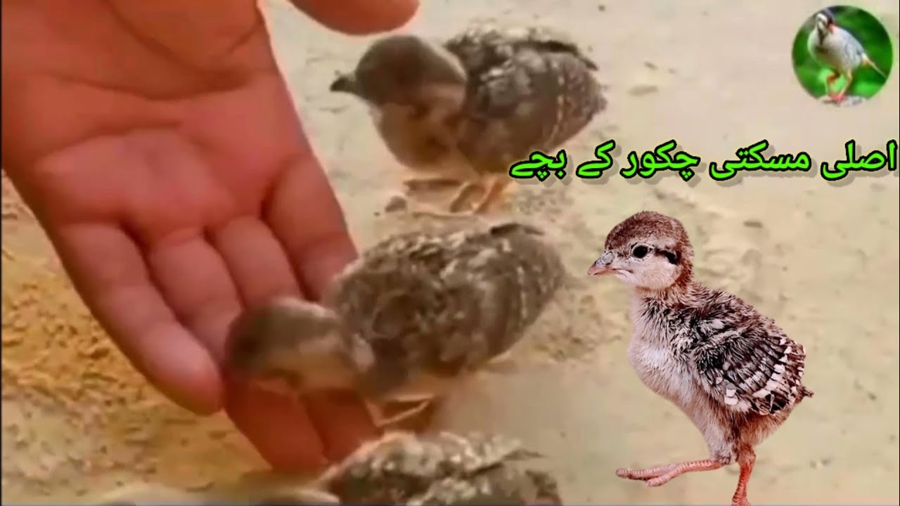 pure maskati chakor farming | lalukhet birds market