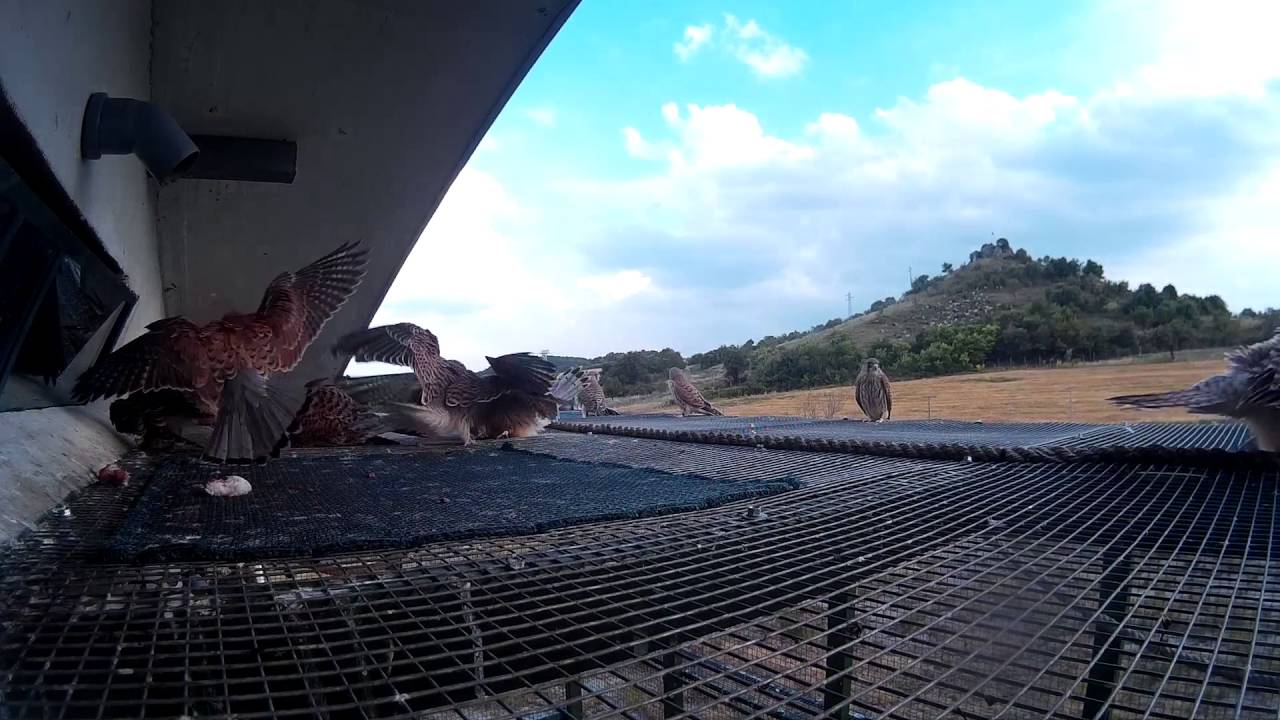 GoPro 2016 07 04 podhranvane na mladi vyrhu kletkata