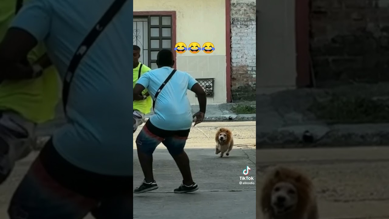 broma de que viene un Le&oacute;n #shorts #bromas #shortvideo #shortsfeed #viral #viralvideo #video