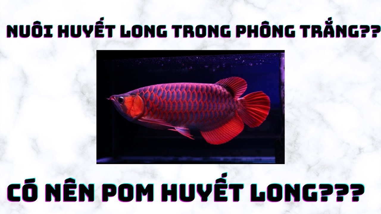 NUÔI HUYẾT LONG TRONG PHÔNG TRẮNG? CÓ NÊN POM HUYẾT LONG?