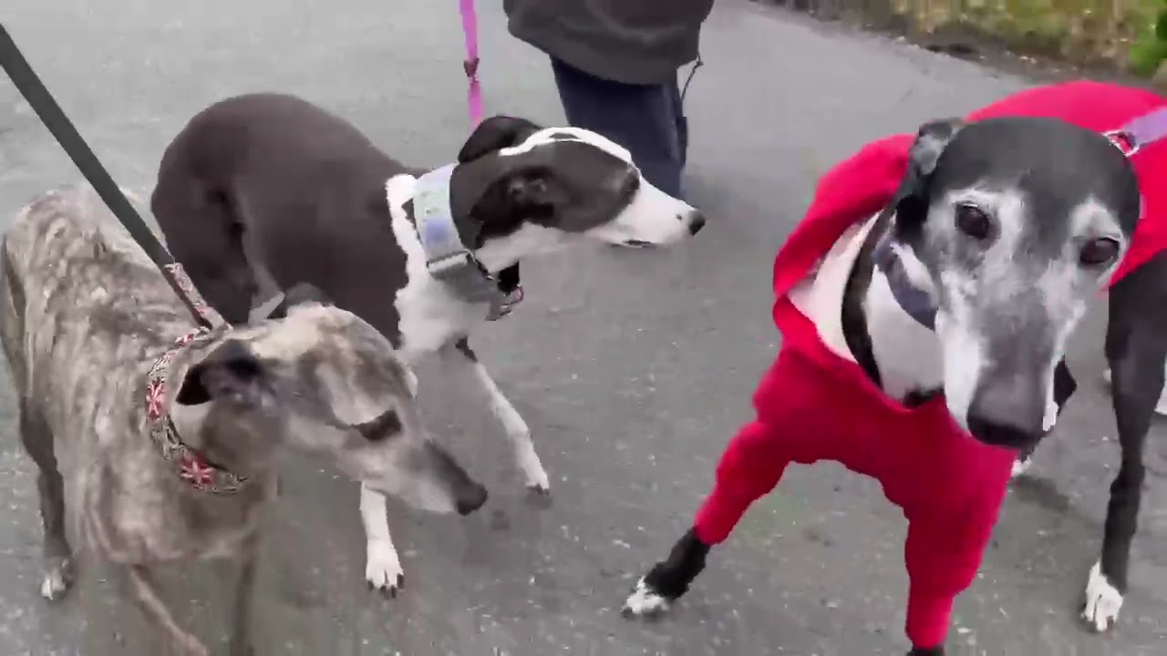 Greyhound Pets NL May Group Walk 2025