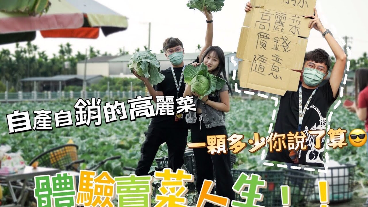 【一日系列】體驗賣菜人生❗️自產自銷高麗菜，一顆多少你說了算😎 #yg不留遺憾