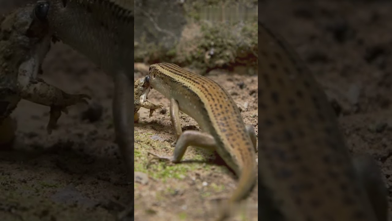 Meet Incredible Animals in 30 Seconds
