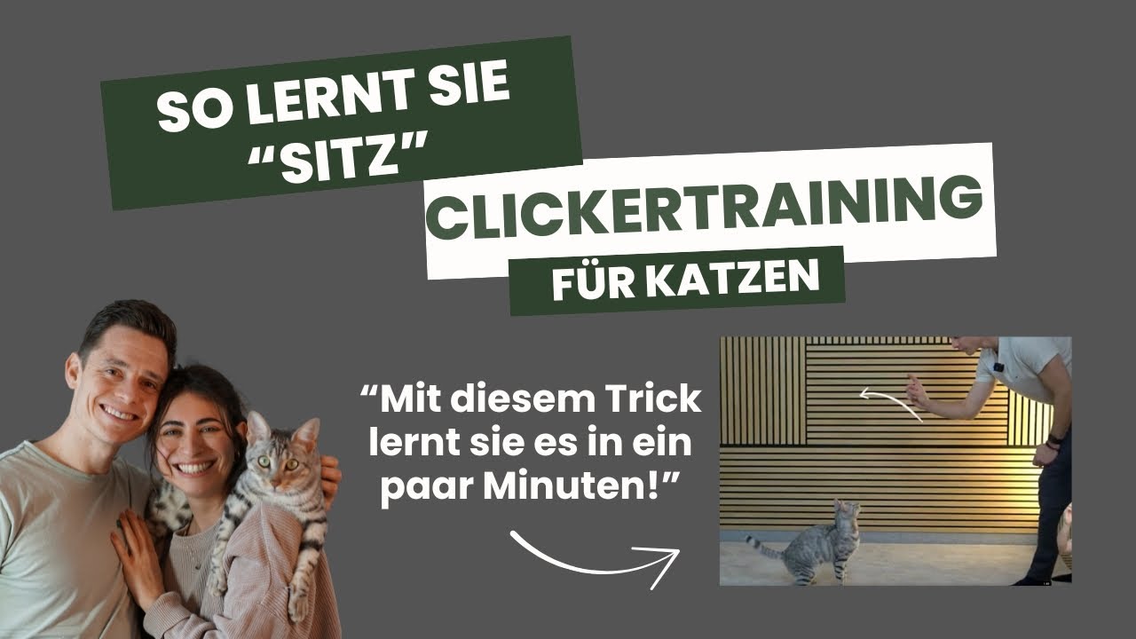 So bringst du deiner Katze 
