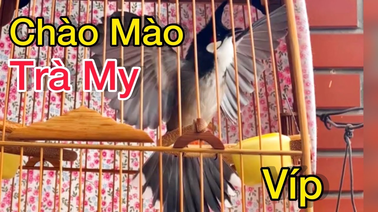 Mào TRÀ MY Giọng Cực Hay, Luyện Giọng Chào Mào Hót Cực Hay, Luyện Má Trắng Hót Giọng TRÀ MY