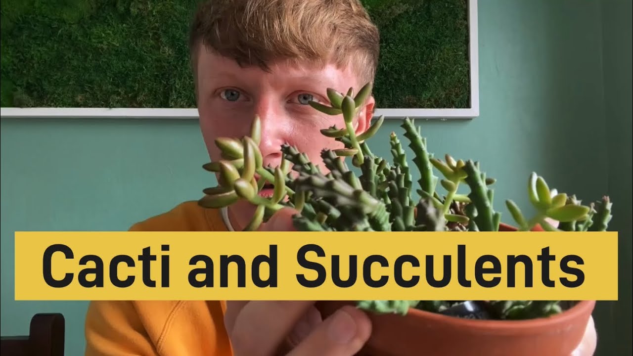 Cactus and Succulent HAUL!