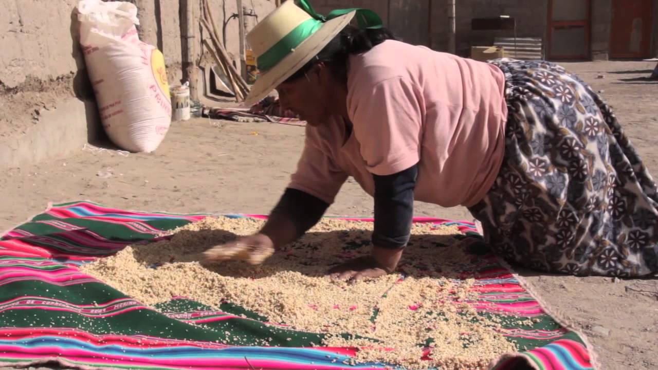 La preparacion de la Mucuna de quinua en Cariquima