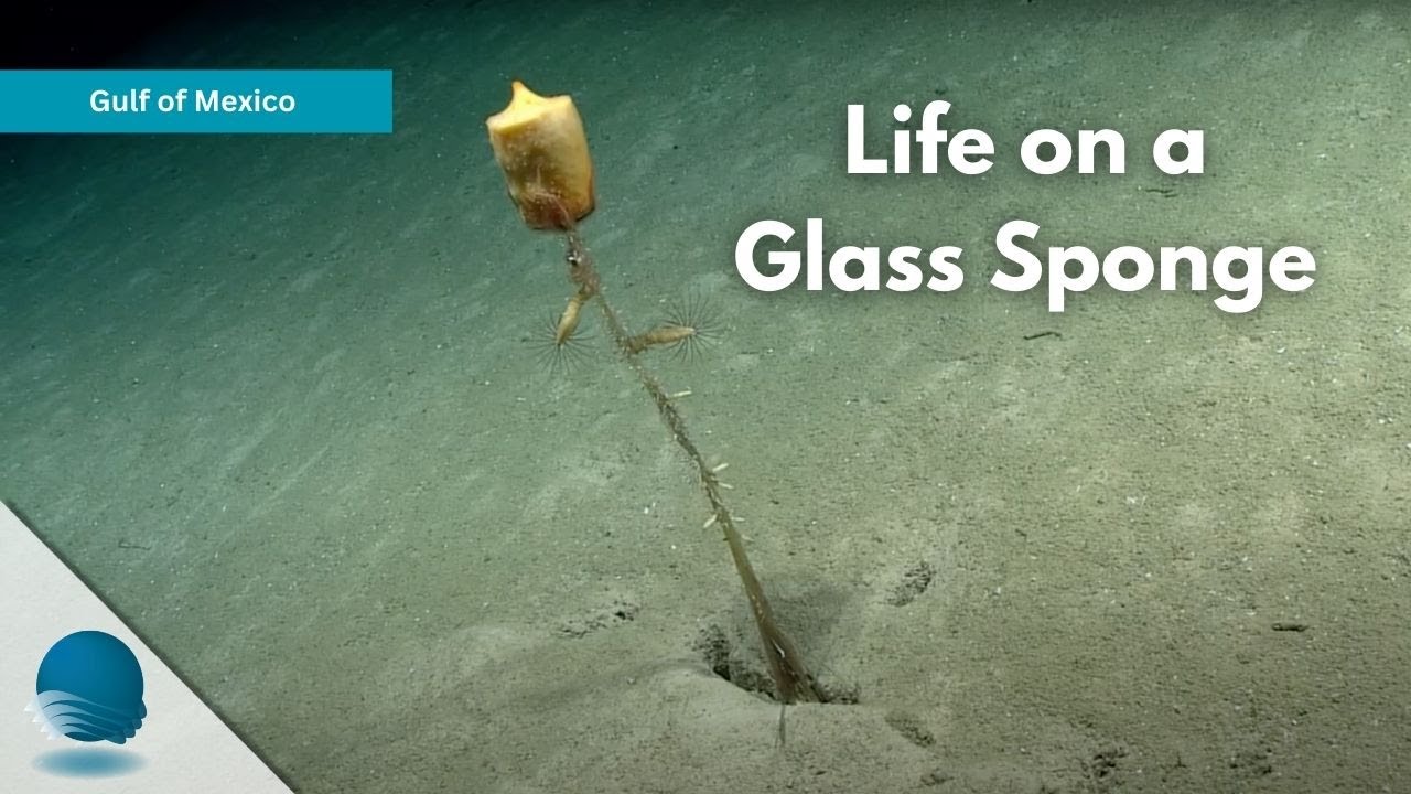Gulf of Mexico: Life on a Glass Sponge