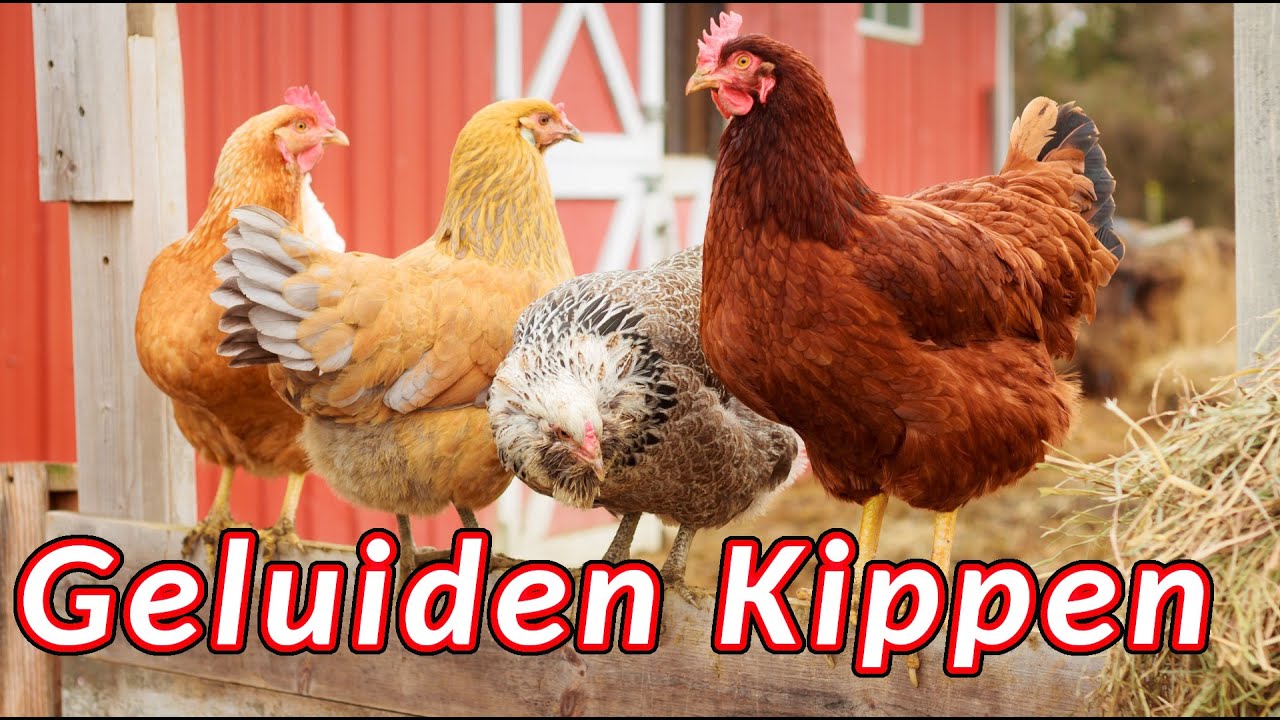 Kippen geluid 🐔 de geluiden die kippen maken