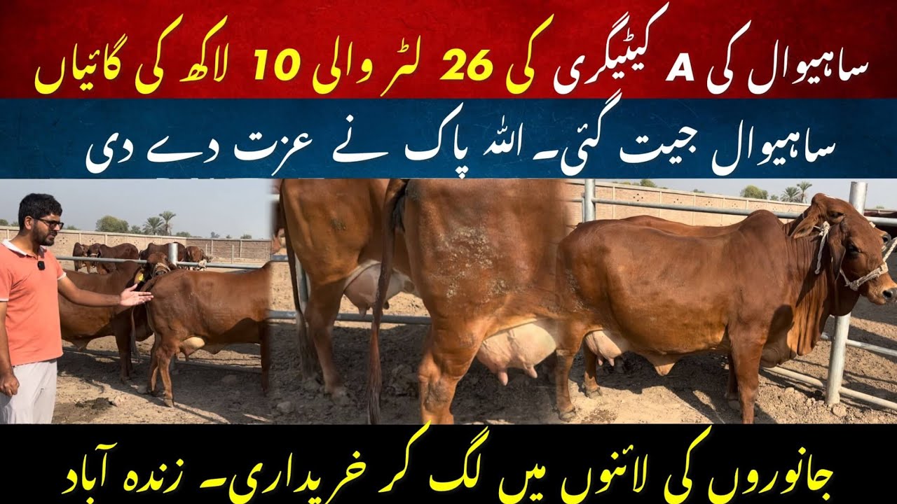Sahiwal cow comparison with Friesien cow II Sahiwal A category cows in 10 lac II Dr. MUZZAMMIL