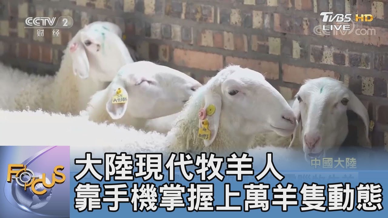 大陸現代牧羊人 靠手機掌握上萬羊隻動態｜FOCUS午間新聞 20211129