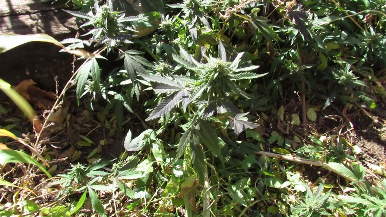 Stealth Cannabis grow