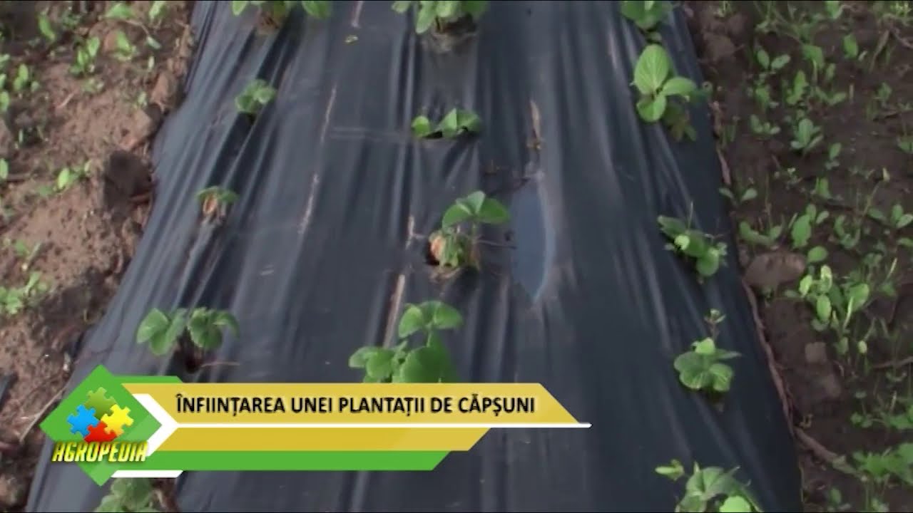Înființarea unei plantații de căpșuni