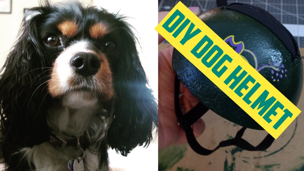 I made a helmet for my toy breed dog [bike/motorcycle diy craft]