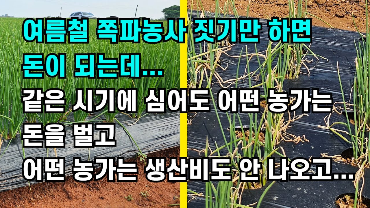 여름철 쪽파농사 짓기만 하면 돈이 되는데 같은 시기에 심어도 어떤 농가는 돈을 벌고 어떤 농가는 생산비도 안 나오고...