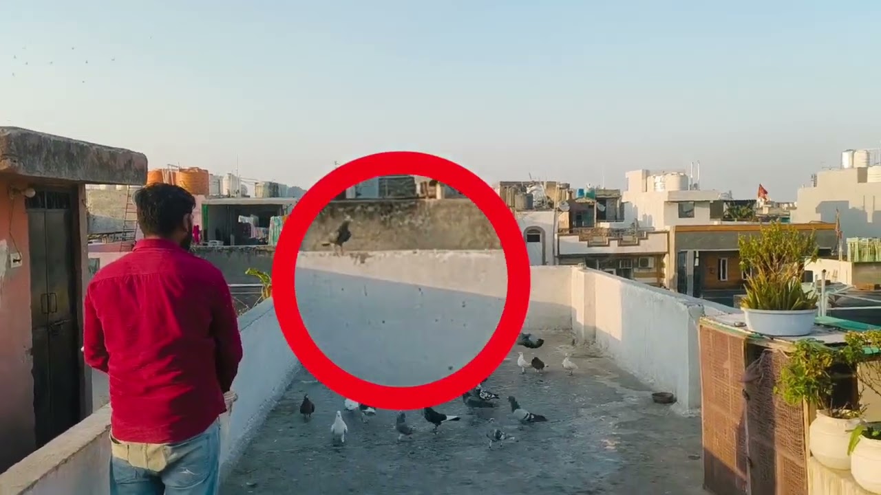 🕊️Aj ka shikar shaadi ka 🥰🕊️#viralvideo #pigeonlaver #trainingvideo #youtubevideo @PanjabiHarsh635 