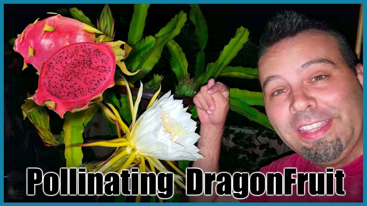 Pollinating a Dragon Fruit
