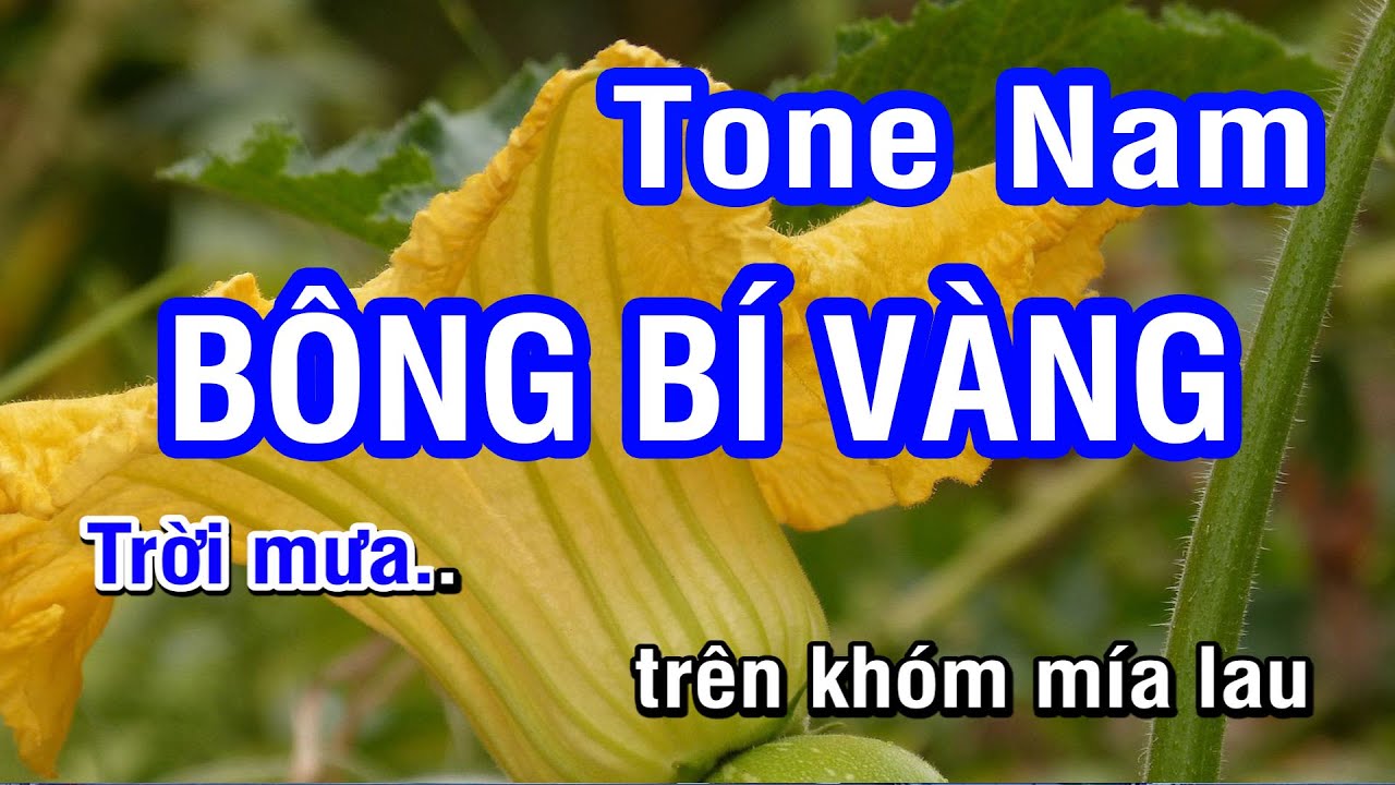 Karaoke Bông Bí Vàng Tone Nam | Nhan KTV