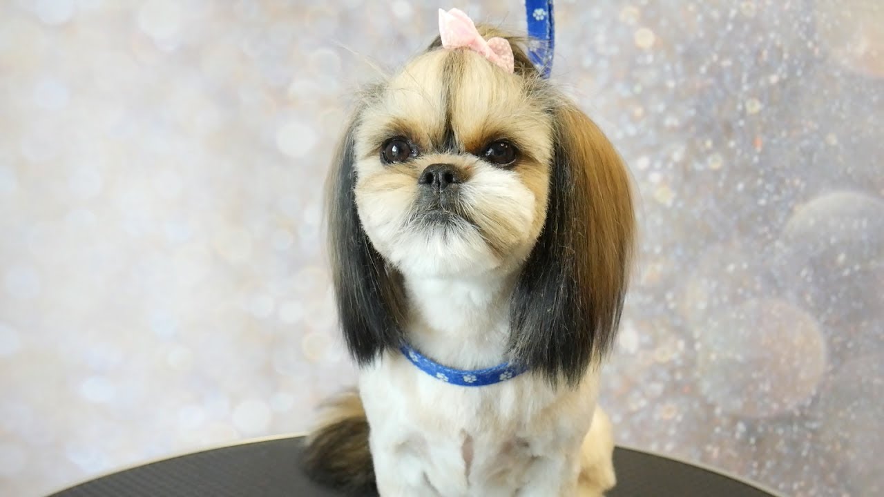 Grooming Guide - How to Groom a Shih Tzu with Top knot, short summer cut #5