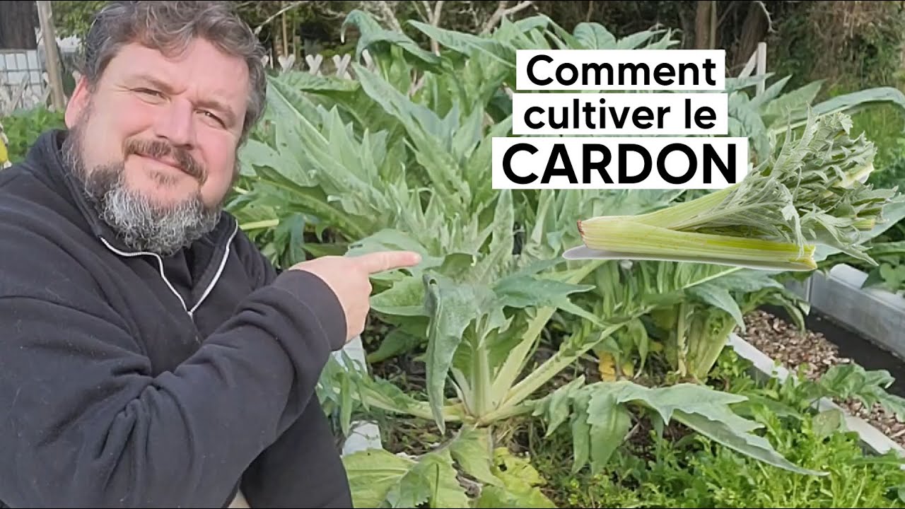 Comment cultiver le CARDON『TUTO』