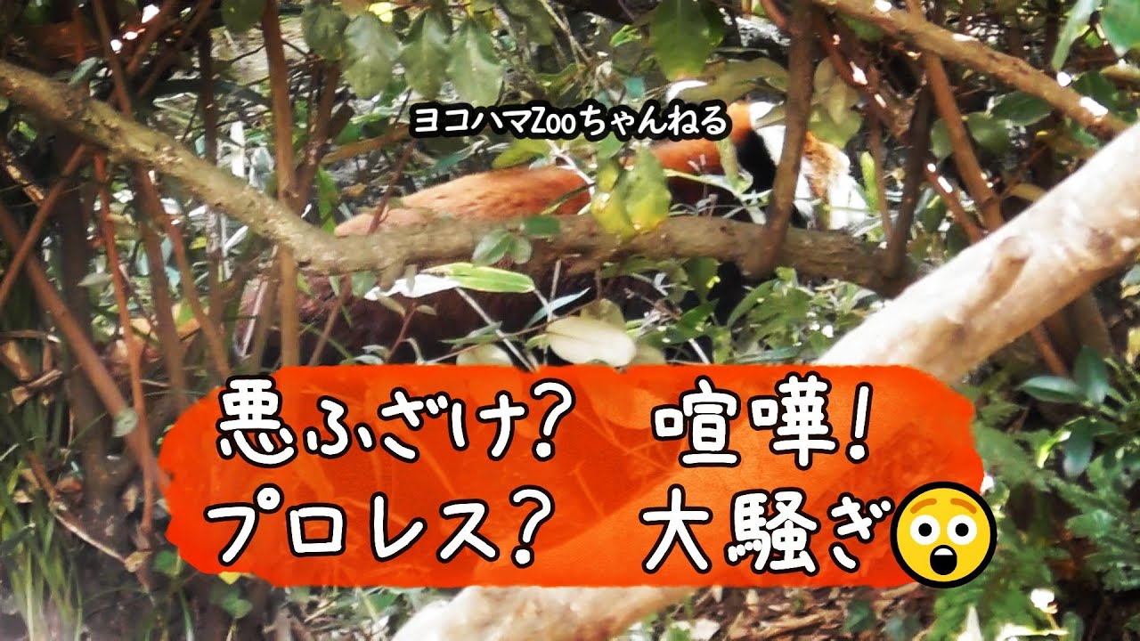 悪ふざけ？　喧嘩！プロレス？　大騒ぎ😲レッサーパンダ３親子　2023/11/4