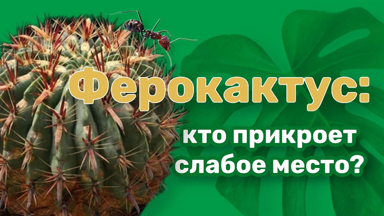 Ферокактус: кто прикроет слабое место?