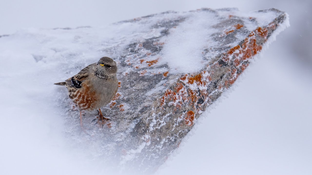 Birds of the Alps