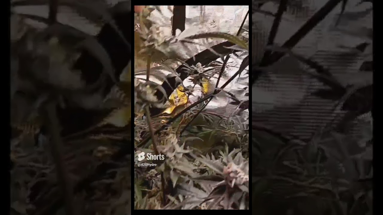 The stunning progress of cannabis  Flower update at week 8