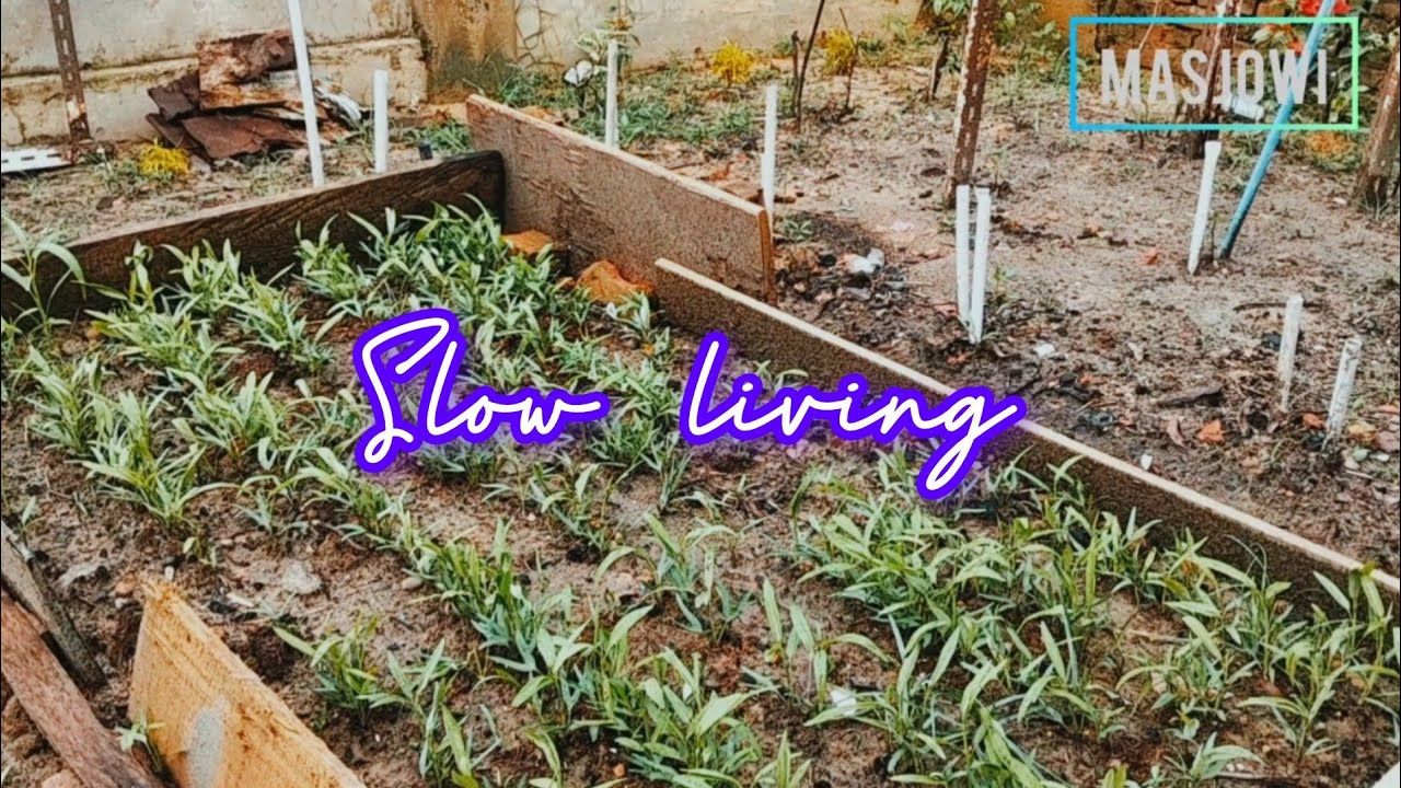 Suasana pagi saat slow living #masjowi #slowliving #berkebun