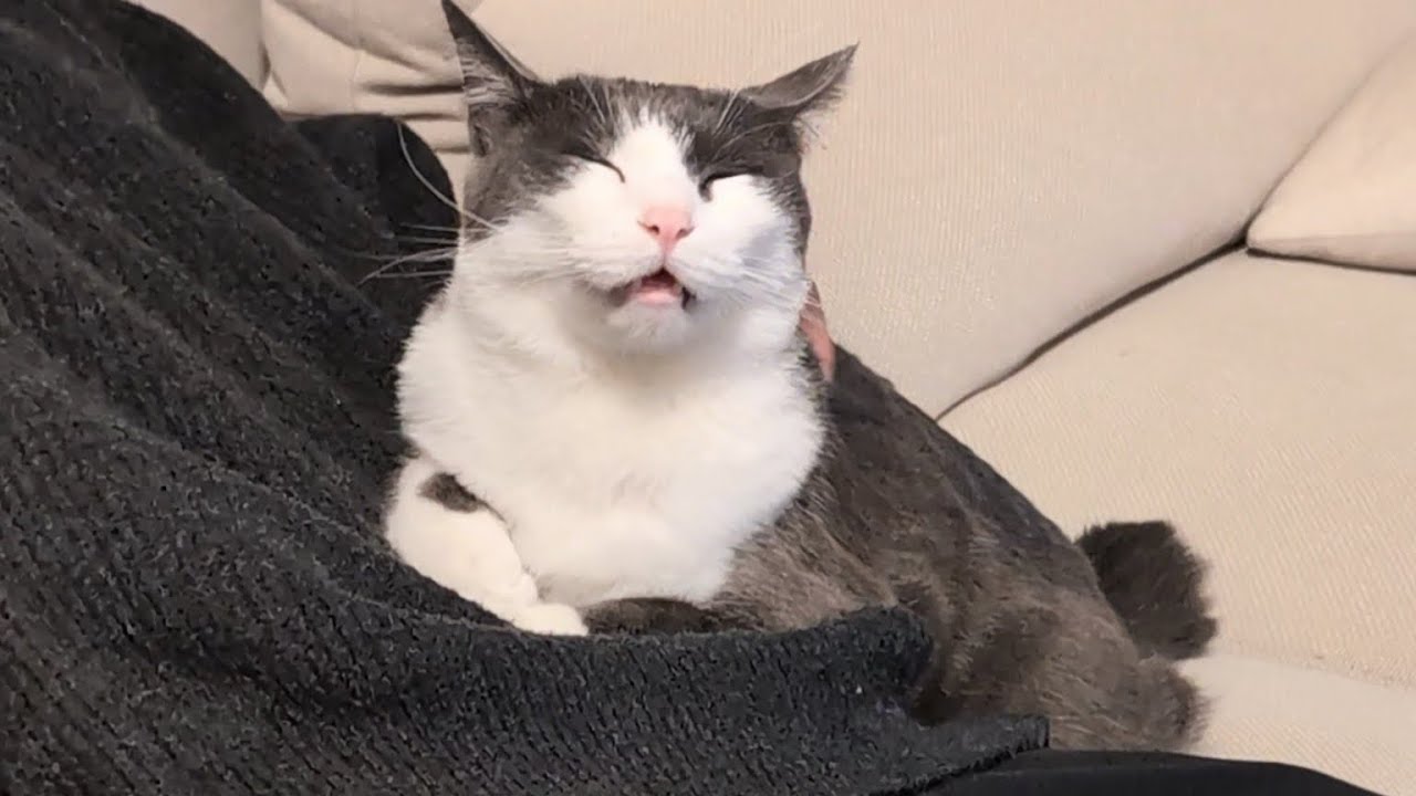 ナデナデされて、この顔になる猫