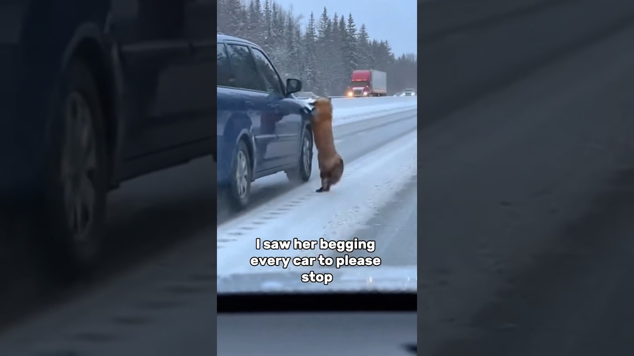This Mother Fox Begged Me To Please Help Her