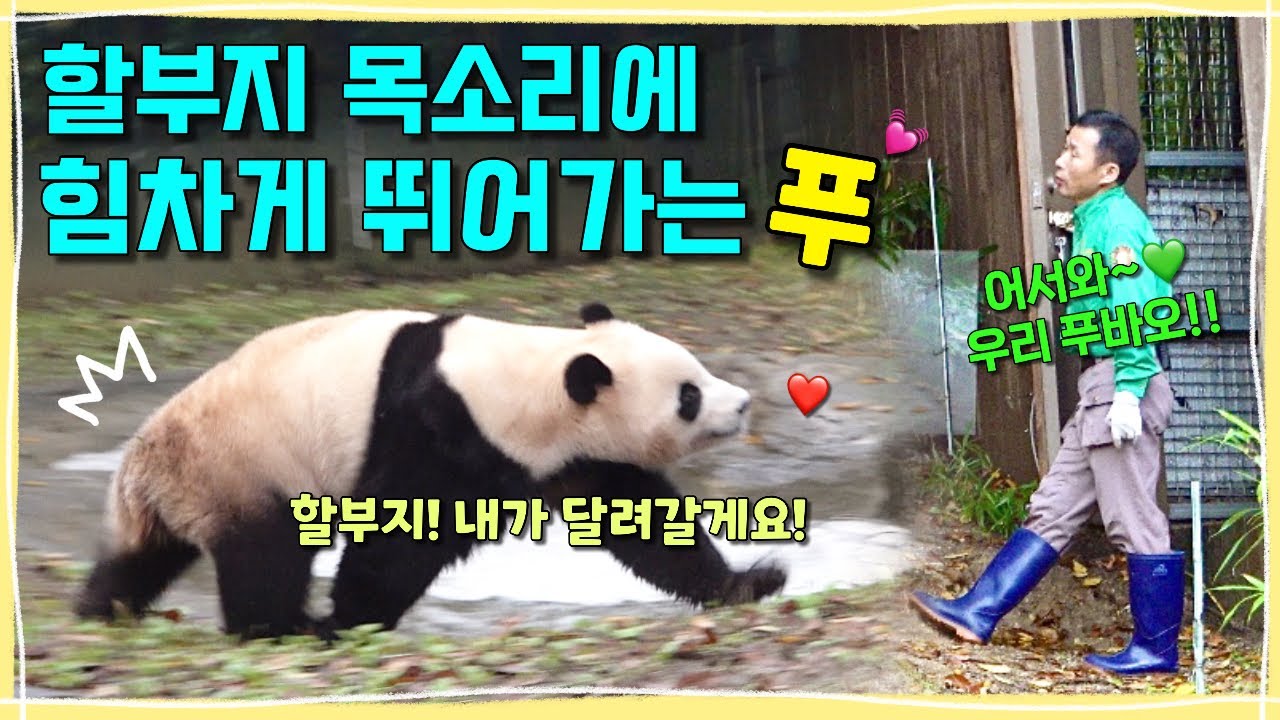 [ep.210] 수없이 푸바오를 불러주는 따뜻한 할부지 목소리에 힘차게 달려가는 할부지의 영원한 아기판다, 푸바오!💕ㅣ다음 예고편(feat. 세바시)ㅣ에버랜드 판다월드
