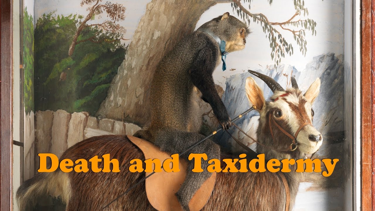 Death and Taxidermy
