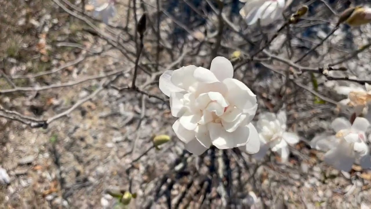 February Stroll: Daffodils, Snowflakes, Camillias, Fruit Trees, & Winter Blossoms