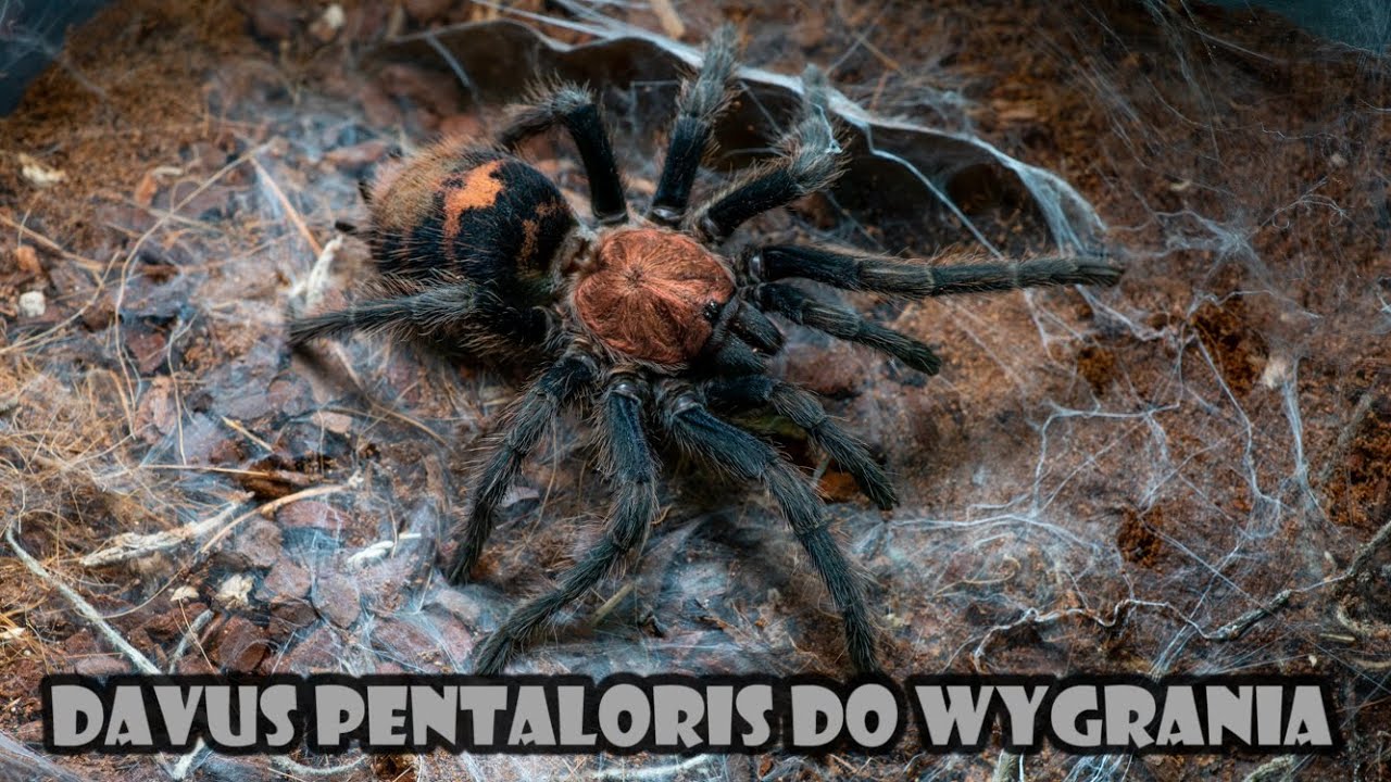 Ogłaszam konkurs na DOROSŁĄ SAMICĘ 😮 Oraz nie testuję nowego endoskopu : /