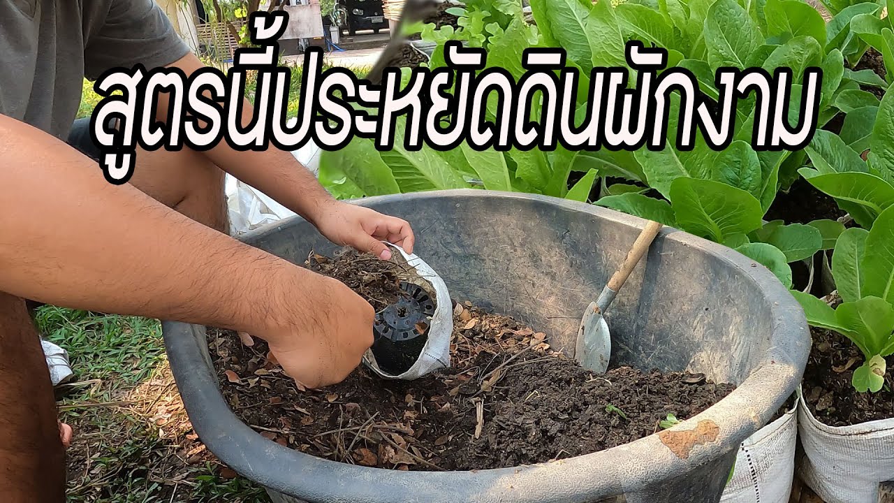 วิธีปลูกผักในถุง ใส่ดินแค่ครึ่งเดียว พร้อมเทคนิคปลูกวนแบบไม่ต้องย้าย