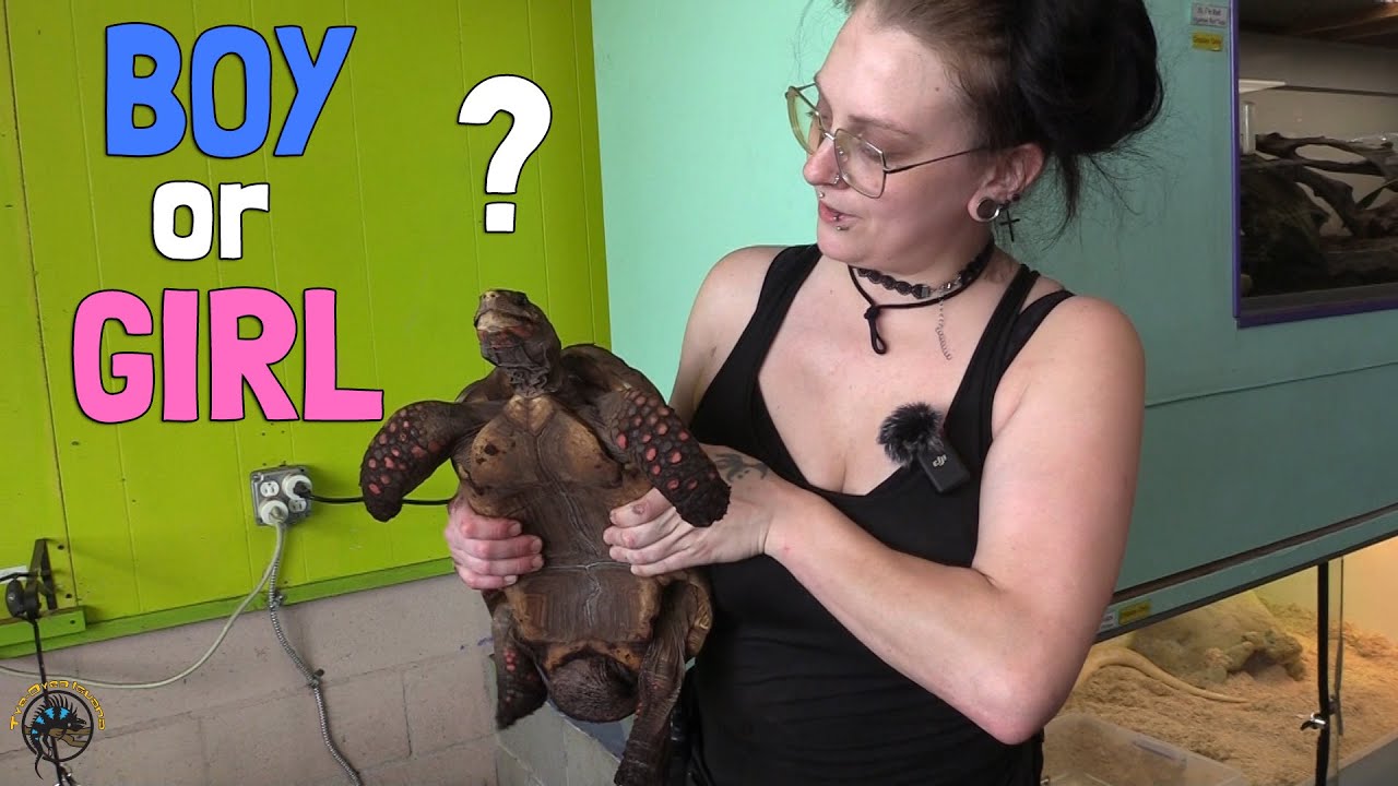 How to Tell if Your Red Foot Tortoise is a Male or a Female! 🐢