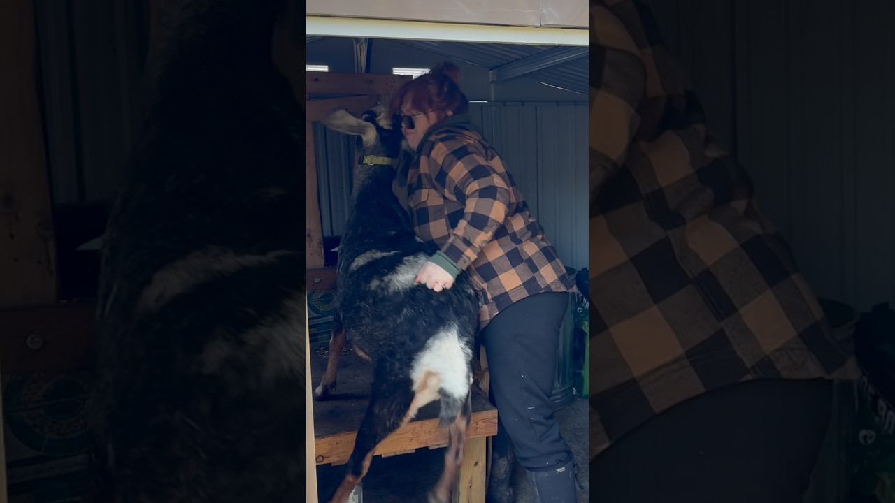 Day 14 milk stand training! 