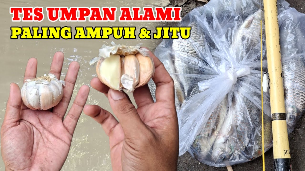 UMPAN ALAMI YANG TERKENAL SANGAT AMPUH‼️DARI JAMAN NENEK MOYANG