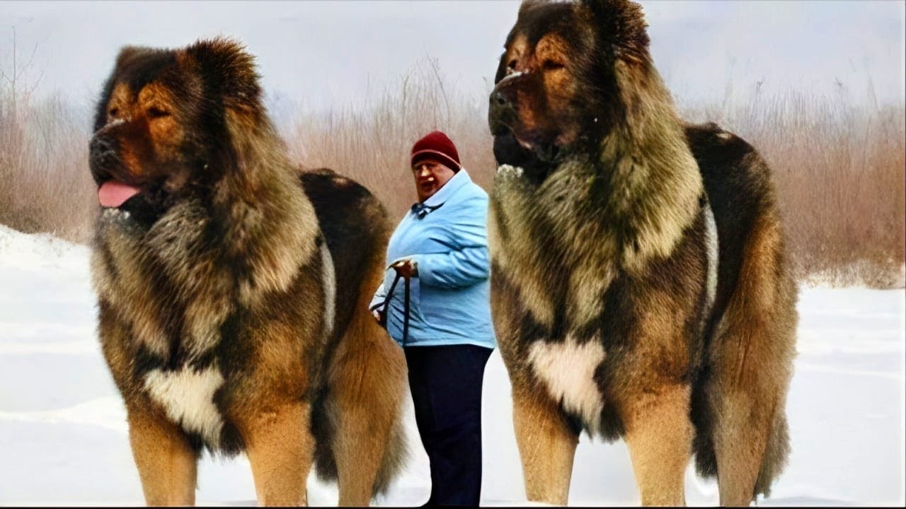 10 Razas Gigantes de Perros ¡Conócelas!