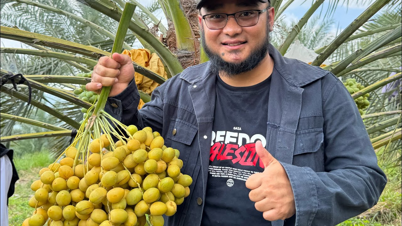 Ada Kebun Kurma Berbuah Lebat Di Sukabumi