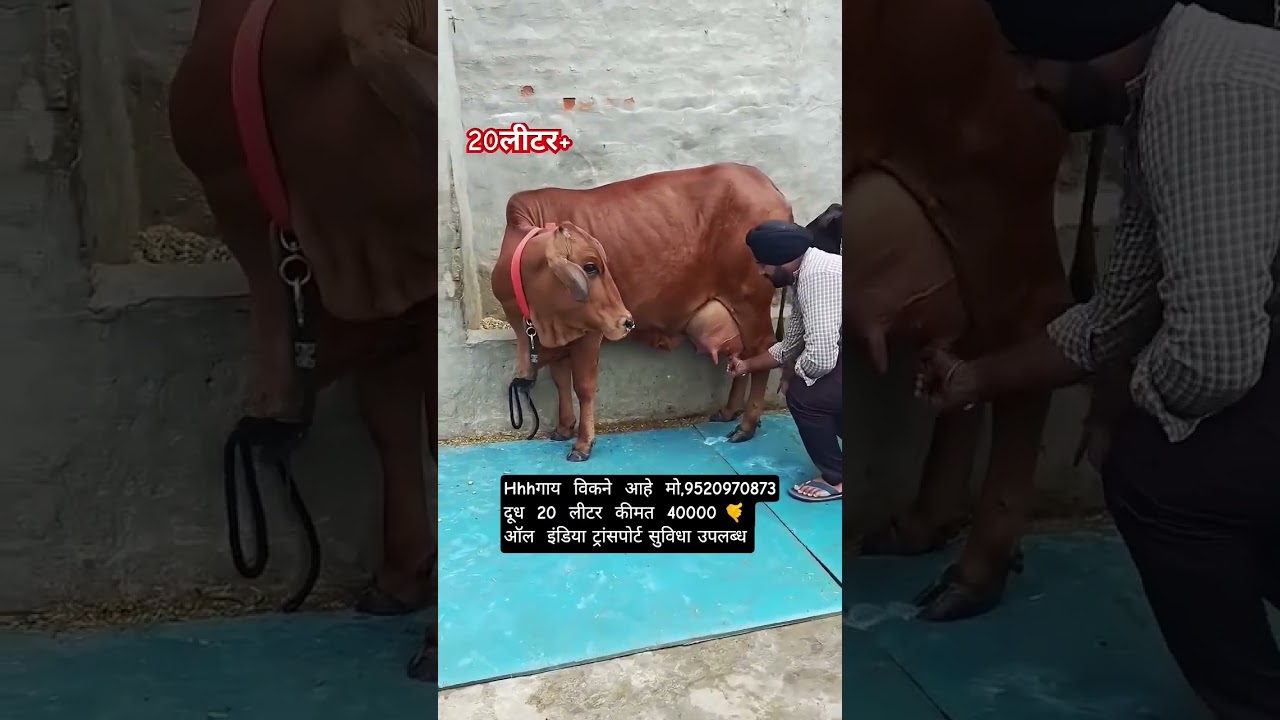 Sahiwal cow for sale 9520970873 call me #baffalo #cow #sahiwal #sahiwal #dairyfarm