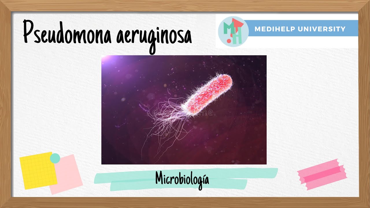 ¿Pseudomonas aeruginosa? La bacteria oportunista…
