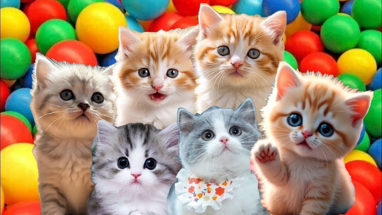 ANAK KUCING MEONG MEONG‼️KUCING BURIK BERCANDA BAHAGIA🐱🐈‍⬛KUCING GEMBUL MAIN BOLA❤️LAGU ANAK🇮🇩 