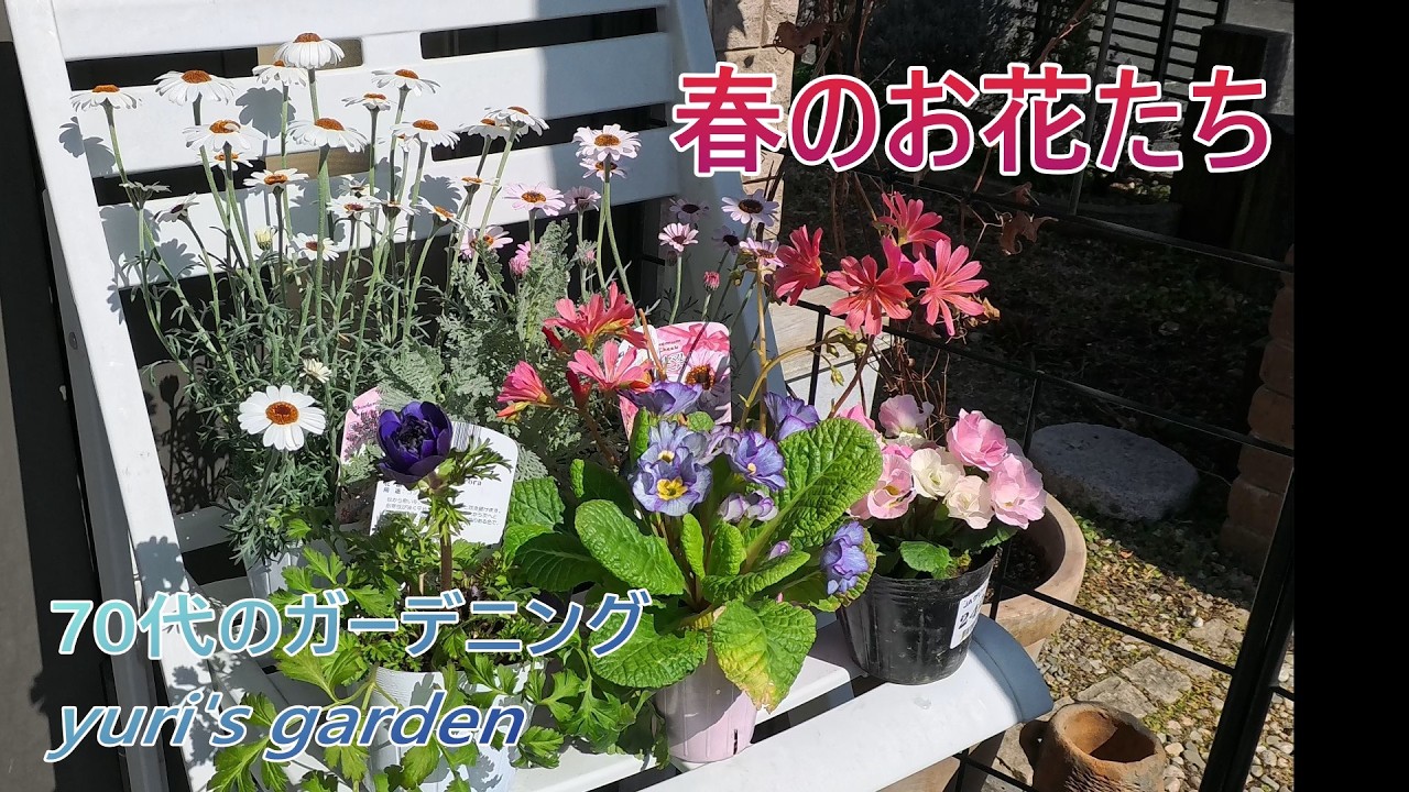 2026 02 23　春の花　草花の芽吹き