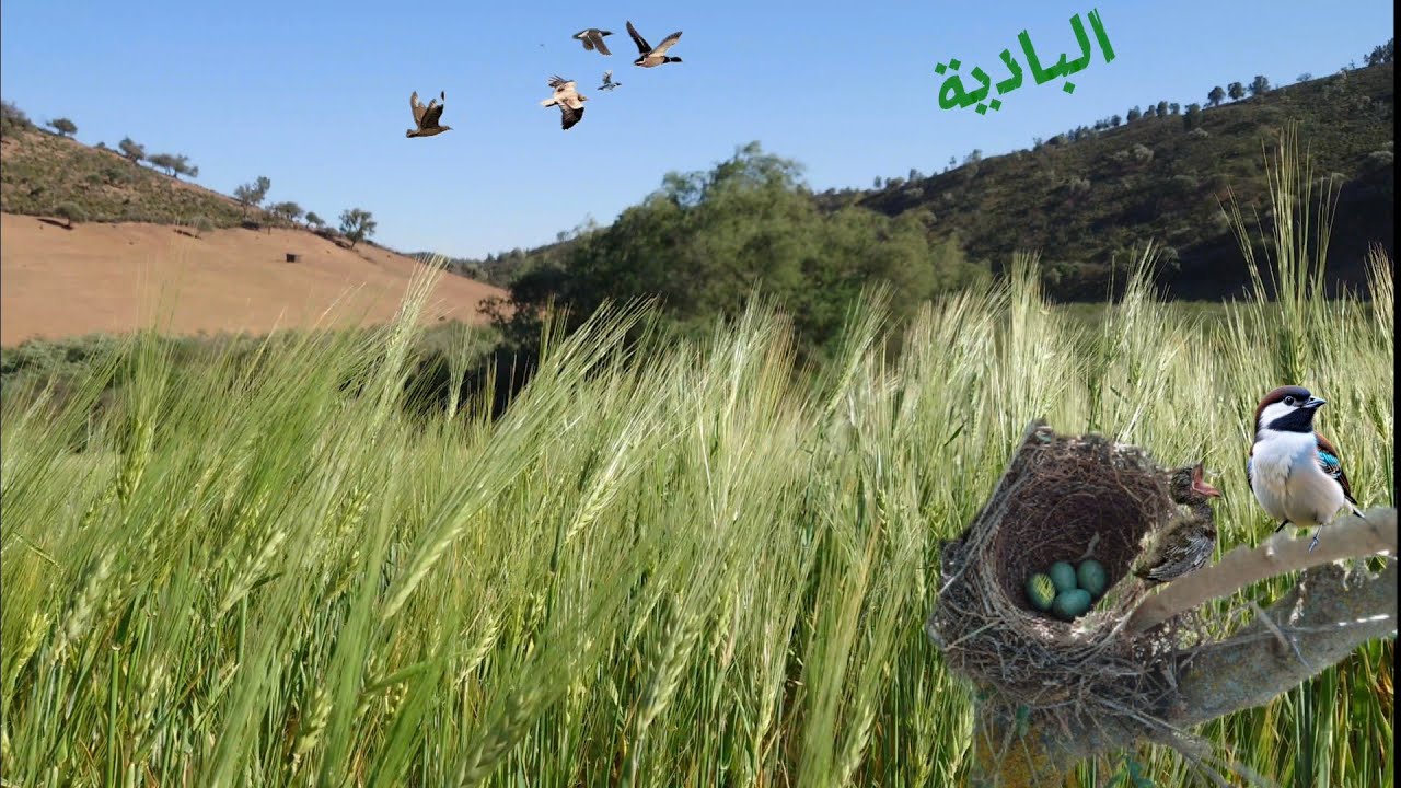 أجواء البادية / 3 / في البرية / رحلة استكشاف اعشاش الطيور  🪶😍