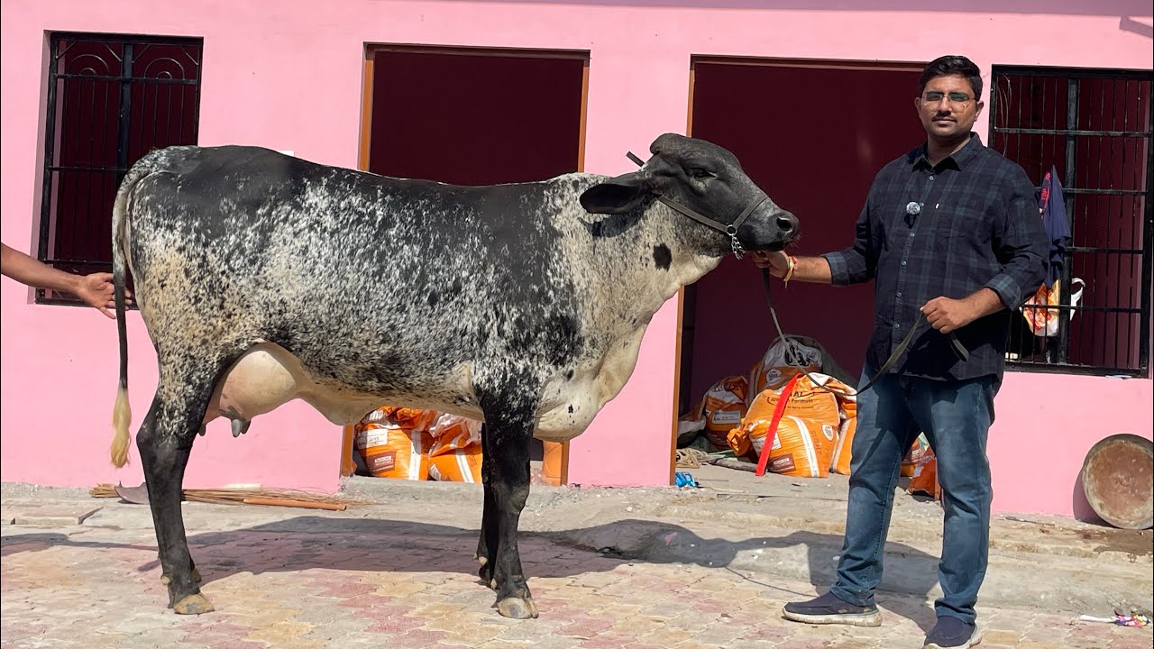 दुनिया में निवेकली अजय चोपड़ा के फ़ार्म की गिरलैंडो के साथ एच.एफ़ भी धाक जमा रही है ख़रीदार बेहद खुश